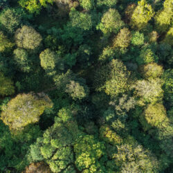 Are Woodlands a good investment?